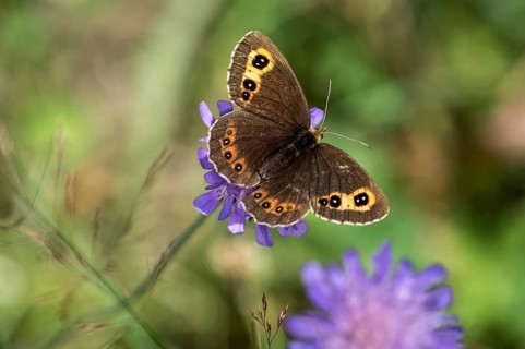 Scotch argus (Erebia aethiops), Valais, Switzerland, Europe