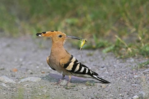 Eurasian hoopoe (Upupa epops) on the ground with caught cricket prey in beak