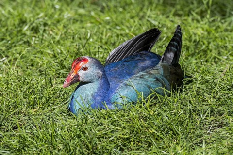 Western swamphen, sultana bird (Porphyrio porphyrio) resting on the shore
