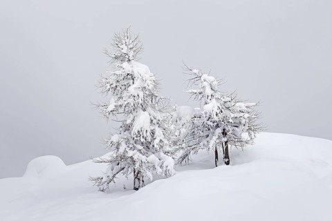 European larch trees (Larix decidua) in the snow in winter, Gran Paradiso National Park, Valle