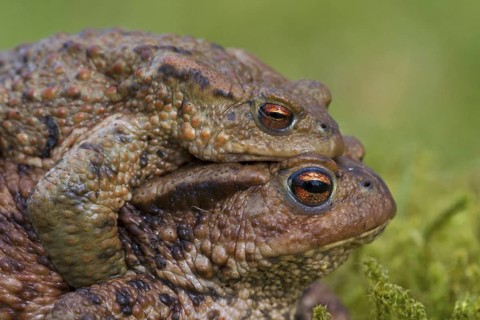 Common toad, European toads (Bufo bufo) pair in amplexus walking over grassland to breeding pond in