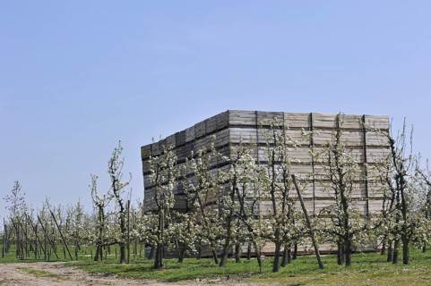 Orchard with cherry trees blossoming (Prunus avium, Cerasus avium) and piled up wooden crates for