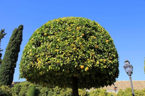 Orange tree in gardens of the Alcazar de los Reyes Cristianos, Alcazar, Cordoba, Spain, Europe