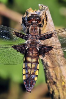 Broad-bodied chaser dragonfly, broad-bodied darter (Libellula depressa) female on broken branch