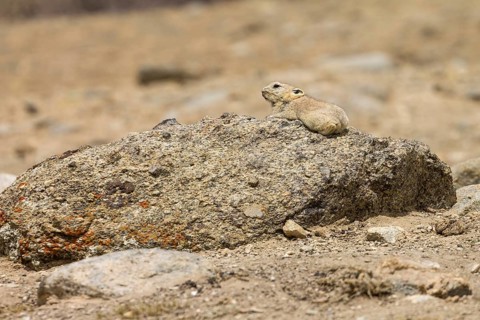 Ladak pika (Ochotona ladacensis), a small mammal, a lagomorph, living in the high mountain meadows,