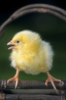 Cute yellow chick (Gallus gallus domesticus) on basket at chicken farm
