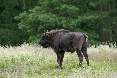 European bison, wisent, European wood bison (Bison bonasus) young bull in grassland at forest edge