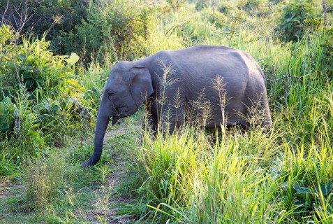 Wild elephants in Hurulu Eco Park biosphere reserve, Habarana, Anuradhapura District, Sri Lanka,