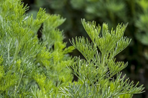 Southernwood, lad's love, southern wormwood (Artemisia abrotanum)