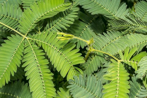 Sensitive plant, sleepy plant, touch-me-not (Mimosa pudica) close-up of leaflets, native to South