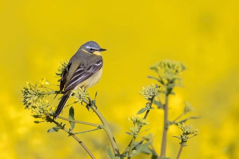 Blue-headed wagtail (Motacilla flava flava) male perched in yellow rape field, rapefield flowering