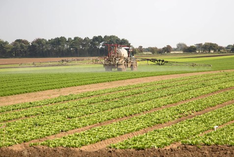 Sprayer spraying lettuce crop, Bawdsey, Suffolk, England, UK