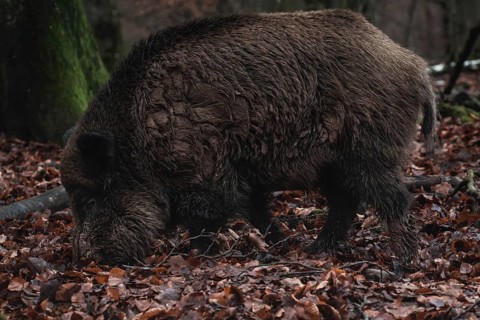 A wet wild boar rummaging through the forest floor for food, Stuttgart, Baden-Wuerttemberg,