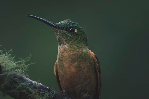 A fawn-breasted brilliant (Heliodoxa rubinoides) small green bird resting on a branch in the