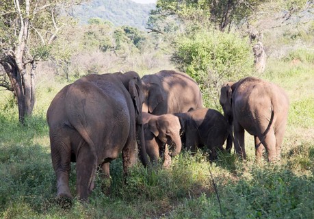 Wild elephants in Hurulu Eco Park biosphere reserve, Habarana, Anuradhapura District, Sri Lanka,