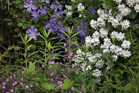 Sweet Mock-orange, English Dogwood (Philadelphus coronarius) and Red campion (Silene dioica,