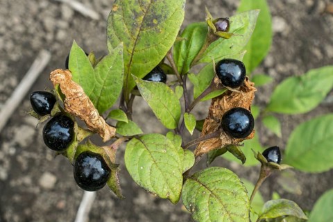 Belladonna, deadly nightshade (Atropa belladonna), toxic perennial herbaceous plant, close-up of