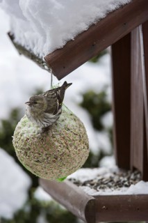 Eurasian Siskin (Carduelis spinus) female feeding from fat ball at bird feeder in garden in the