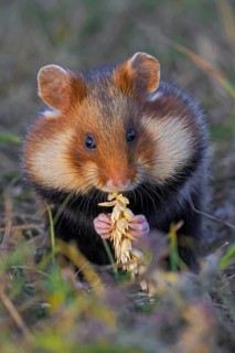 European hamster, Eurasian hamster, common hamster (Cricetus cricetus) with full cheek pouches