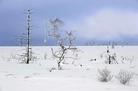 Snow covered burned trees in frozen moorland at Noir Flohay in the nature reserve High Fens, Hautes