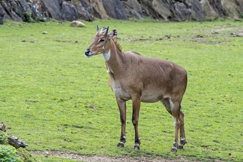 Nilgai, blue bull (Boselaphus tragocamelus) largest Asian antelope and is endemic to the India