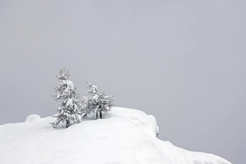 European larch trees (Larix decidua) in the snow in winter, Gran Paradiso National Park, Valle