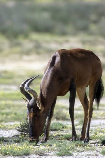 Red Hartebeest (Alcelaphus buselaphus) in the Kalahari desert, Kgalagadi Transfrontier Park, South