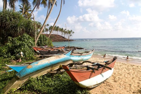 Brightly coloured fishing canoes under coconut palm trees of tropical sandy beach, Mirissa, Sri