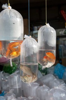 Goldfish on sale in plastic bags, Haputale market, Sri Lanka, Asia