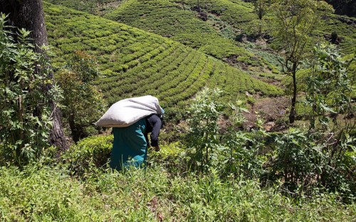 Female worker picking tea leaves on hillside, Nuwara Eliya, Central Province, Sri Lanka, Asia