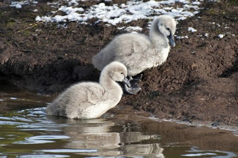 Two Black Swan (Cygnus atratus) chicks in winter, Belgium, Europe
