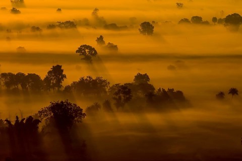 Fields around Sanchi, photographed at sunrise of a misty, December day, when orange rays of the sun