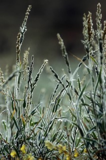 Fresh new shoots of grass, covered in dew during the rainy season in the Kalahari desert, Kgalagadi