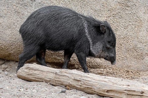 Collared peccary, javelina (Pecari tajacu, Sus tajacu) native to North, Central, and South America