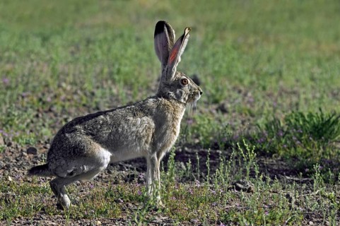 Black-tailed jackrabbit, American desert hare (Lepus californicus), native to western United States