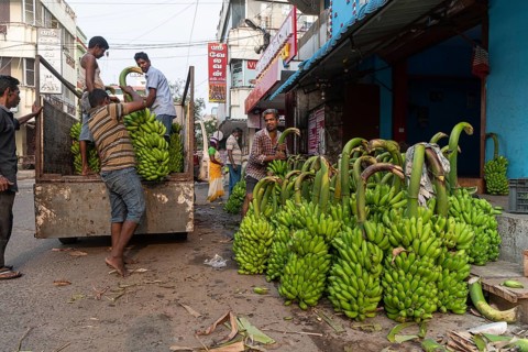 Banana bunches being loaded, banana trader, Pondicherry or Puducherry, Tamil Nadu, India, Asia