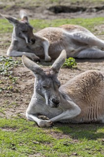 Two red kangaroos (Macropus rufus) resting, native to Australia