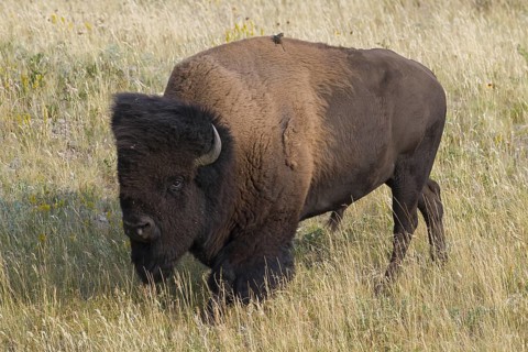 American bison, American buffalo (Bison bison) bull in summer, Waterton Lakes National Park,