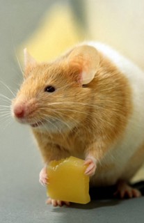 Golden hamster (Mesocricetus auratus) eating cheese