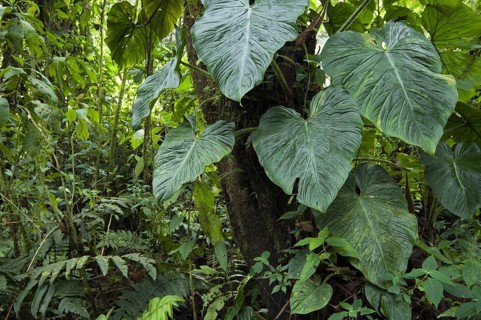 Cloud forest vegetation in Tapanti National Park, Orosi National Park, Costa Rica, Central America