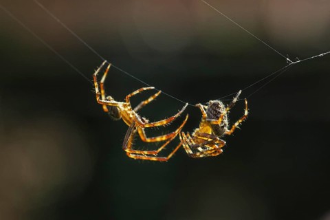 European garden spiders, diadem spider, cross spider, cross orbweaver (Araneus diadematus),