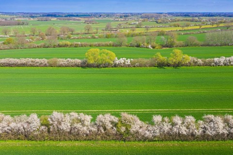 Aerial view over bocage landscape with fields and pastures shielded by blooming hedges and