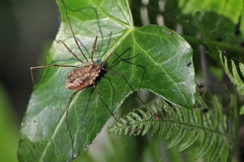 Spring harvestman, Pale-saddled harvestman (Platybunus triangularis, Rilaena triangularis, Opilio