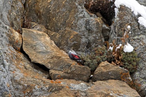 European wallcreeper (Tichodroma muraria) female in non-breeding plumage foraging for insects on