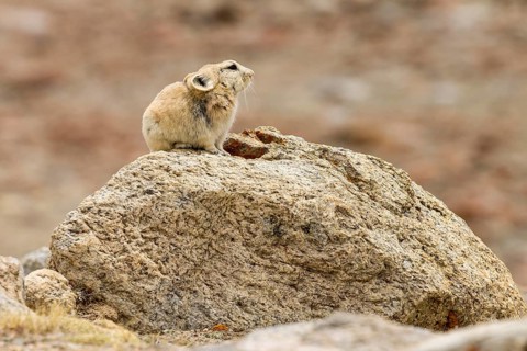 Ladak pika (Ochotona ladacensis), a small mammal, a lagomorph, living in the high mountain meadows,