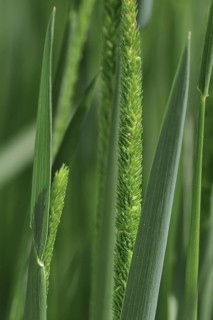 Purple-stem catstail, Boehmer's cats-tail (Phleum phleoides), native to Europe, North Africa and