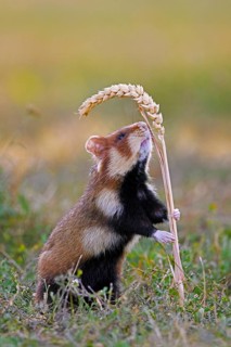 European hamster, Eurasian hamster, black-bellied hamster, common hamster (Cricetus cricetus)
