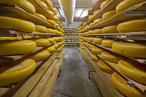 Regional artisan wheel cheeses aging on shelves in cheese dairy, Belgium, Europe