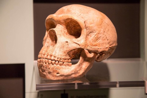 Skull of Homo Neanderthalensis, archaeology museum, Jerez de la Frontera, Cadiz Province, Spain,