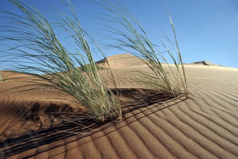 Dune bushman grass, dune reeds (Stipagrostis amabilis) on sand dune in the Namib desert, Namibia,